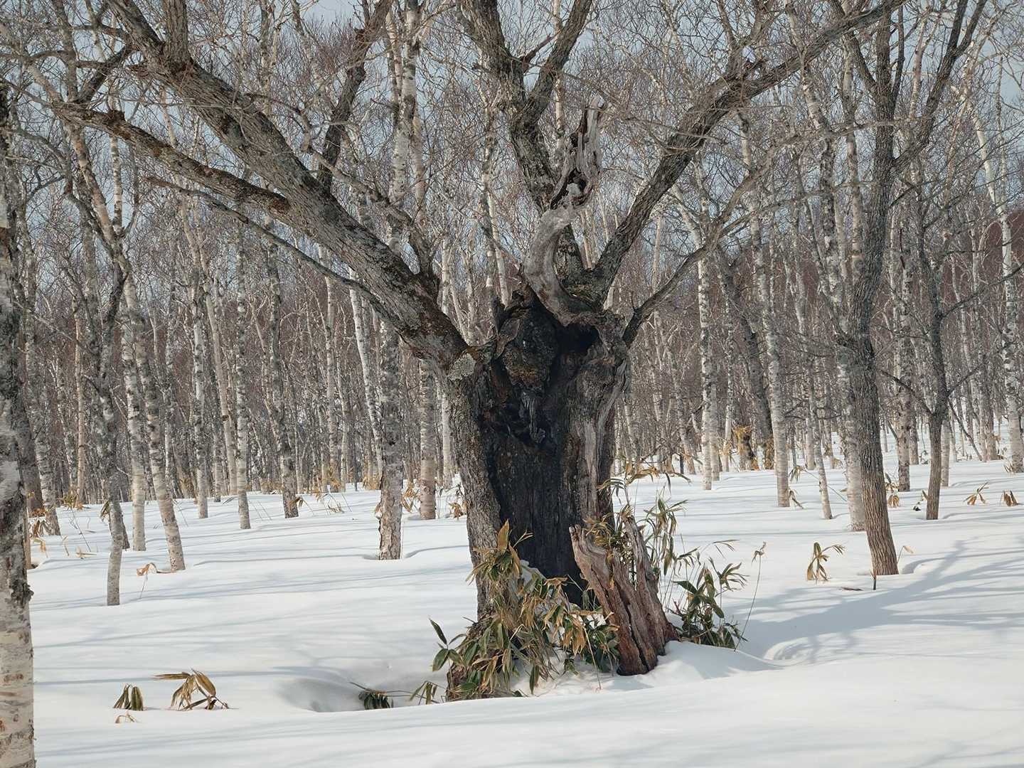 ふっとい木が裂けていますが、裂けても広く枝を伸ばしています