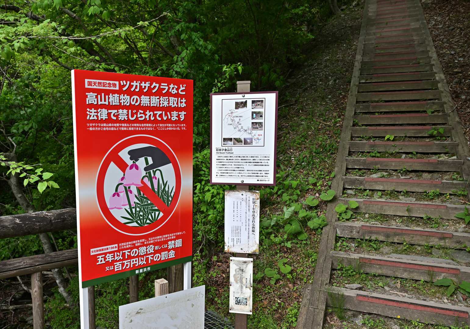 今日は久しぶりにアケボノツツジを満喫できました
やはり西赤石山は良いですね

最後までご覧頂き、ありがとうございました