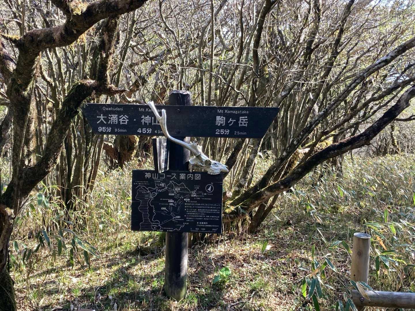 分岐
鹿の骨まだあった