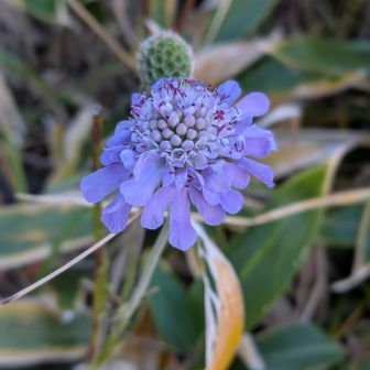 唯一の花