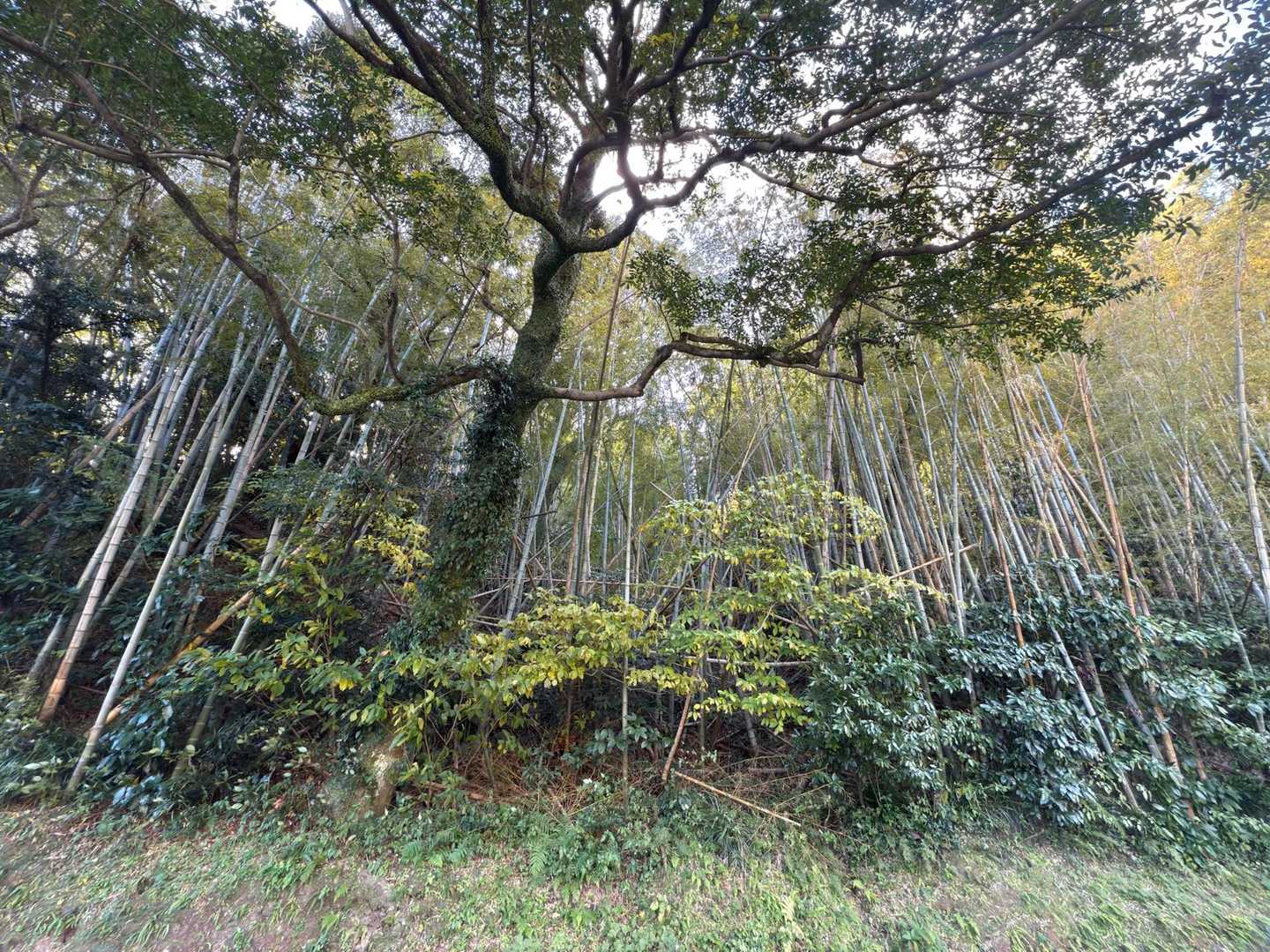 つい足を止めて見てしまう竹林
ここに暮らす人にとってはどこにでもある風景なんだろうけど