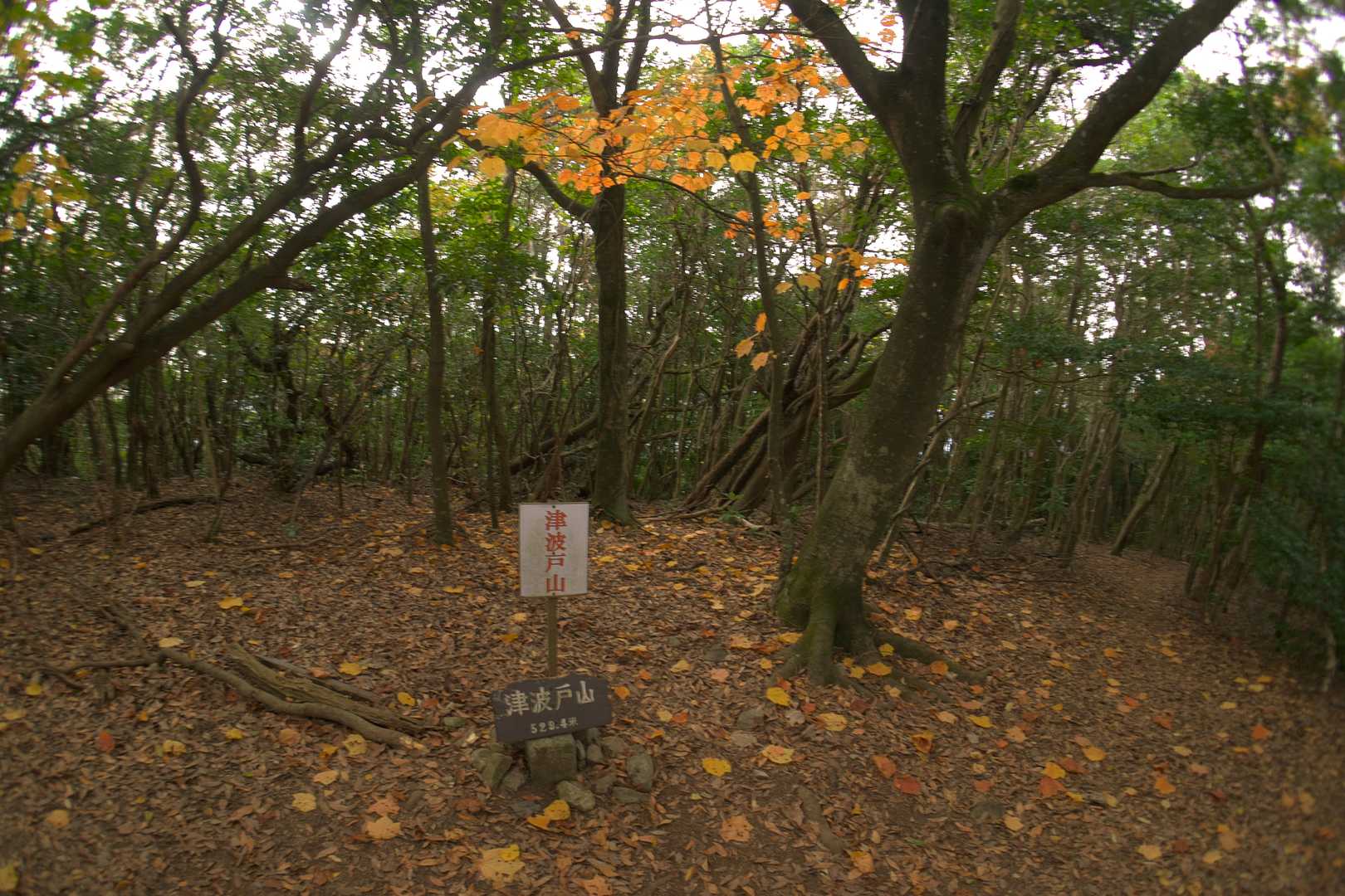 少し歩いたら「津波戸山」山頂
4回目・・・かな。