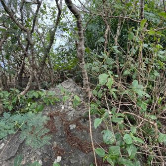 何とか踏み跡が僅かにあり進むとこの上が
山頂のようです。