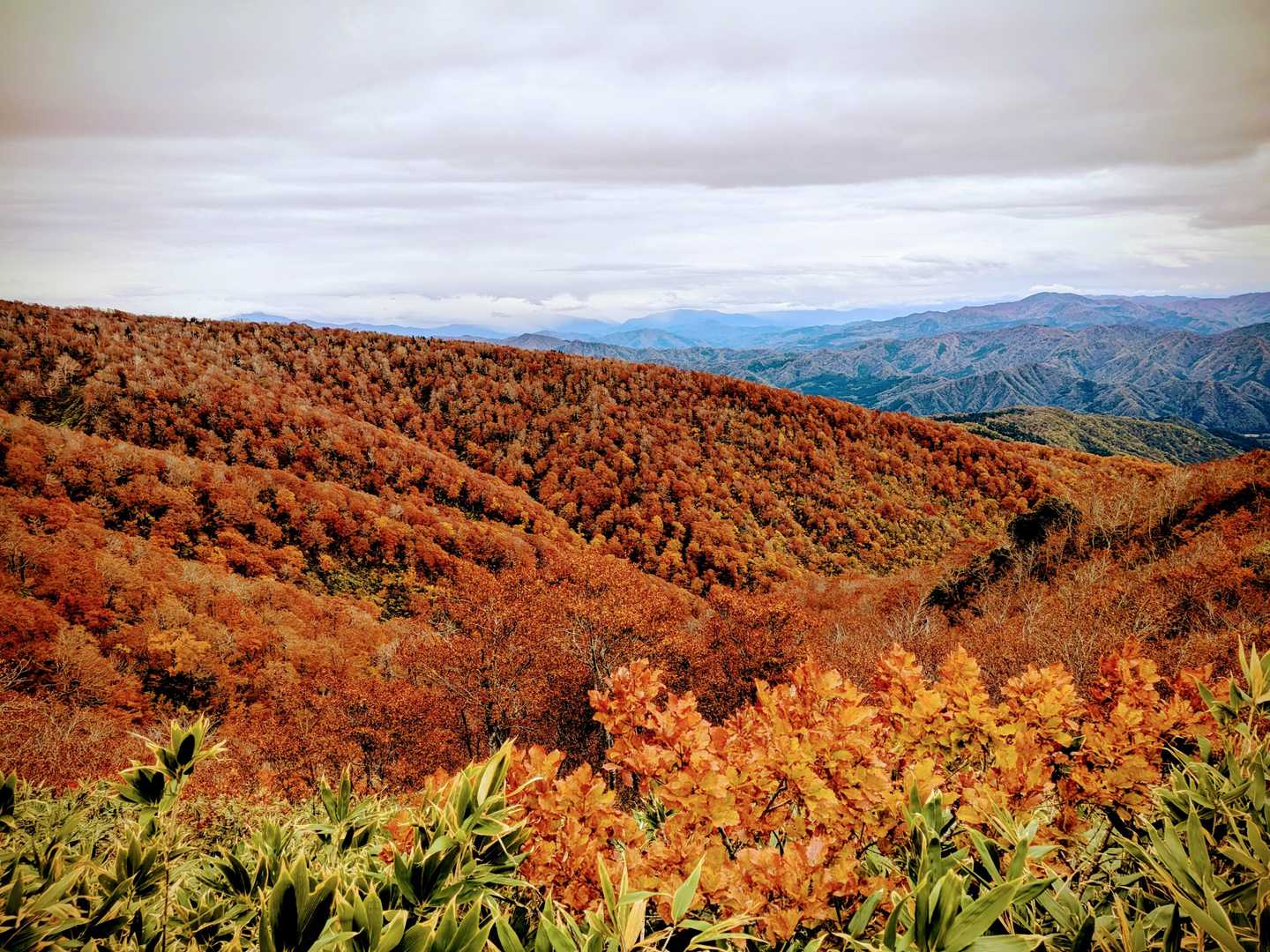 紅葉が凄いい🍁
(フィルター掛けてだいぶ盛ってるとは言えない)