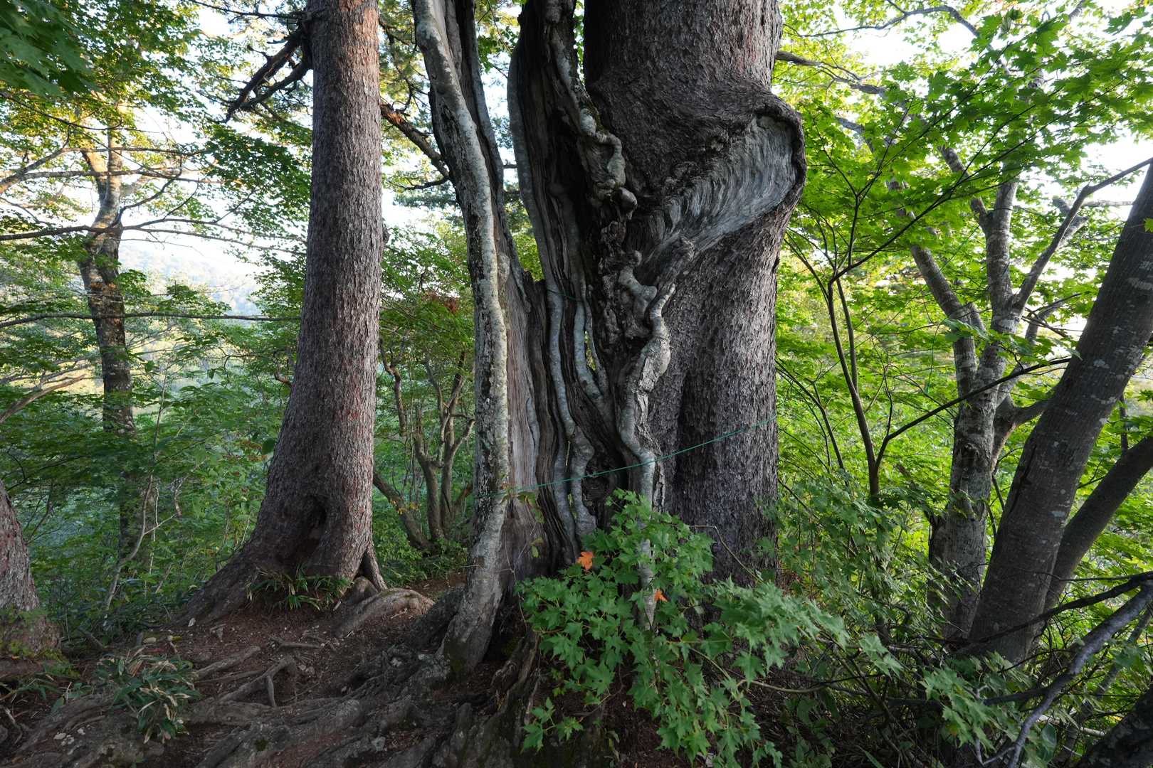 合体の樹裏側