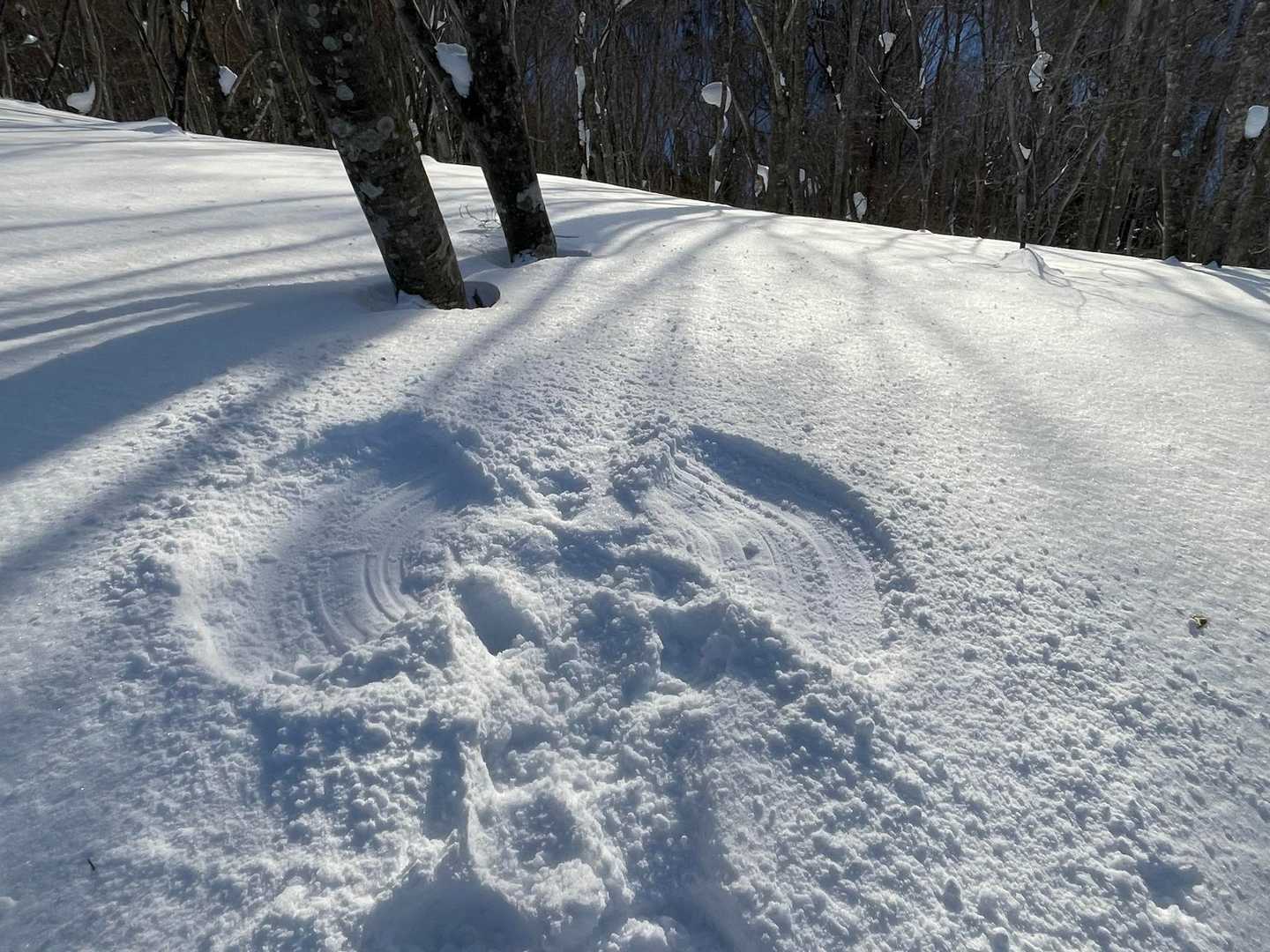 今日もパタパタ…

白鷹エンジェル🪽