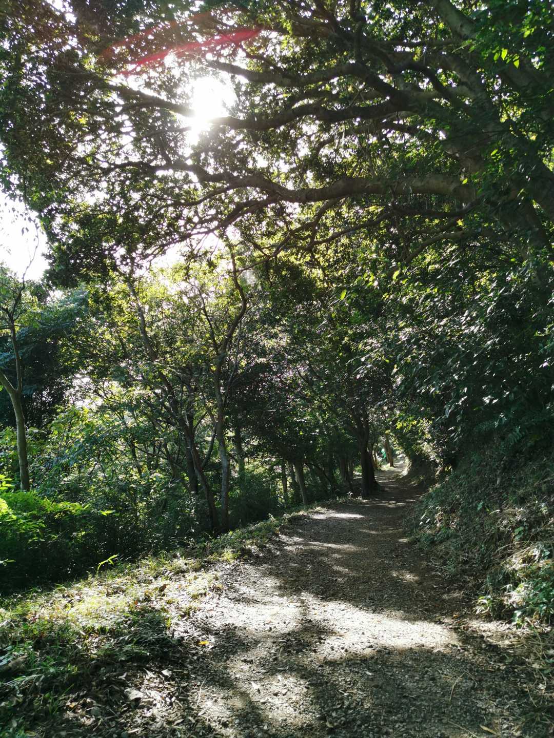 三舟山 往復コースの写真