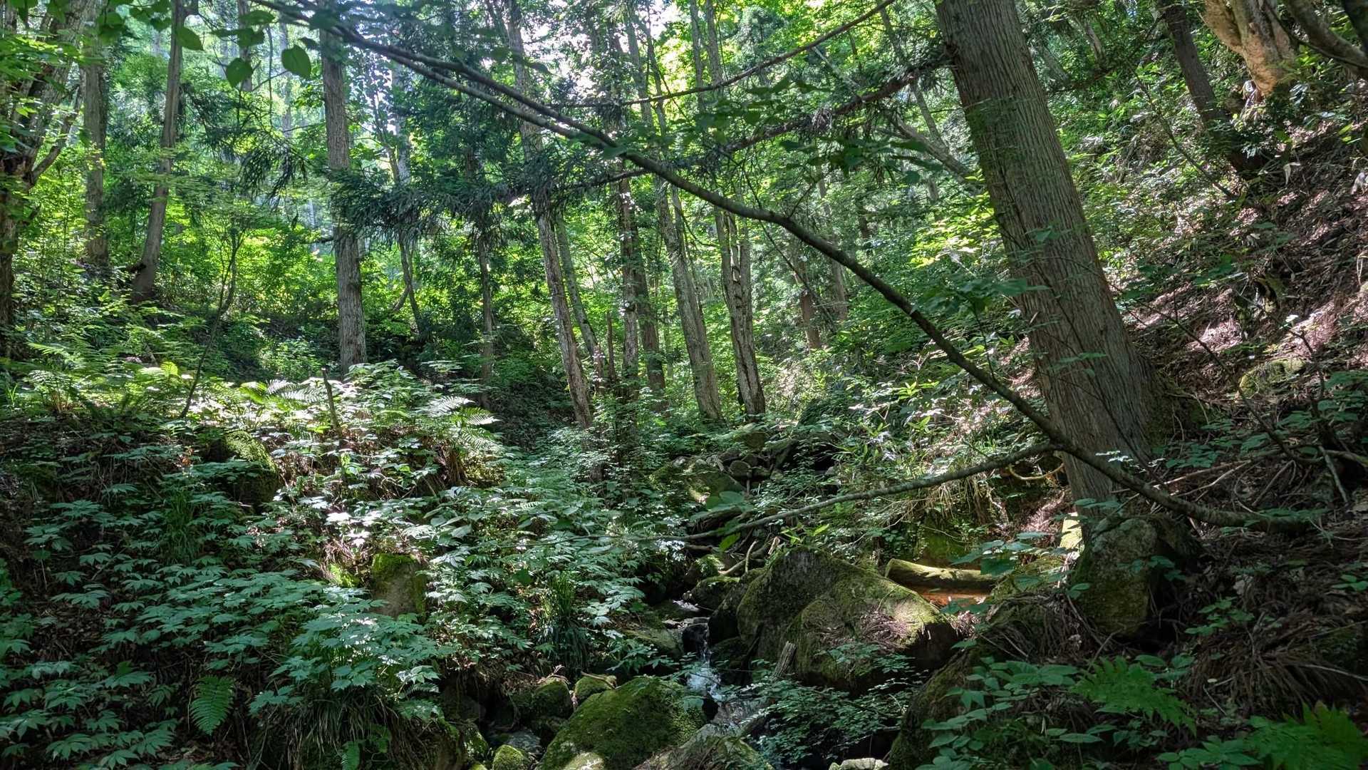 下山終了直前。
沢の水で汗を拭く。
気持ちいいー。