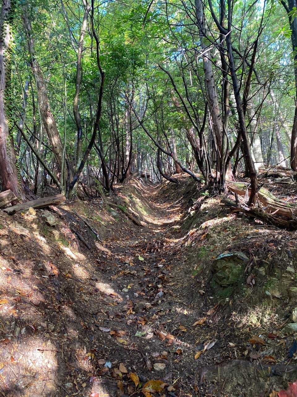 　傾斜が増した、溝状の登山道。