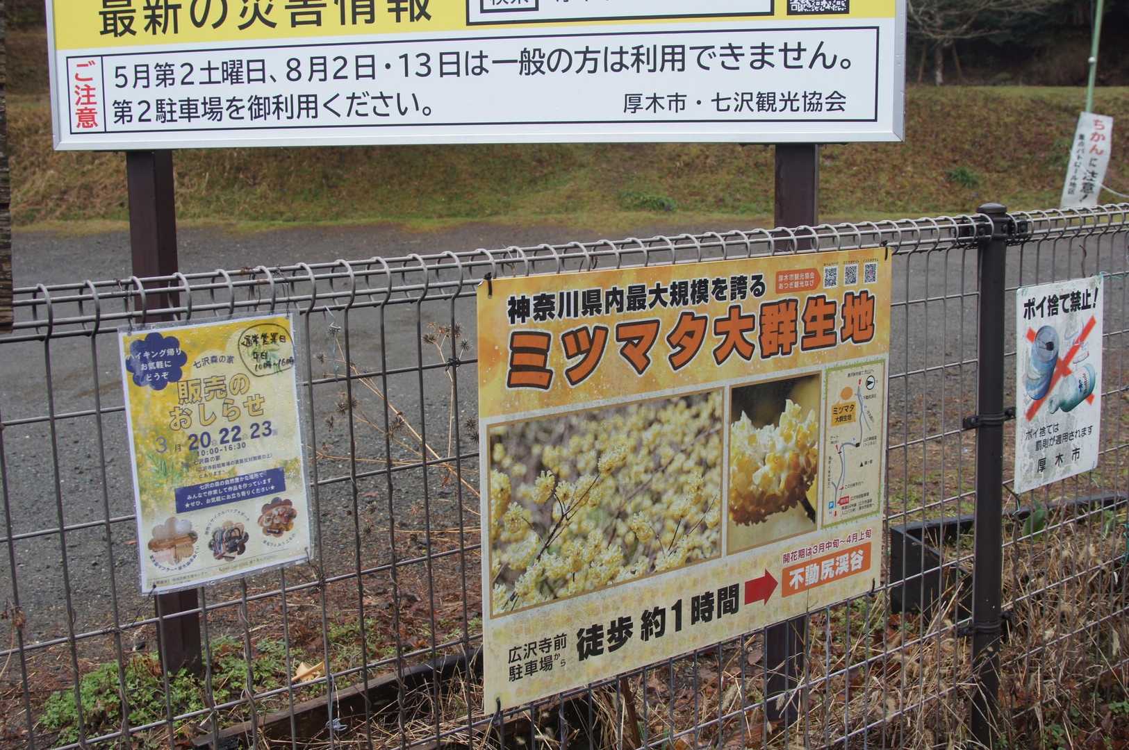 厚木市観光協会のあつぎ観光なびや、YouTubeでも紹介されていたミツマタ群生地へ🌼