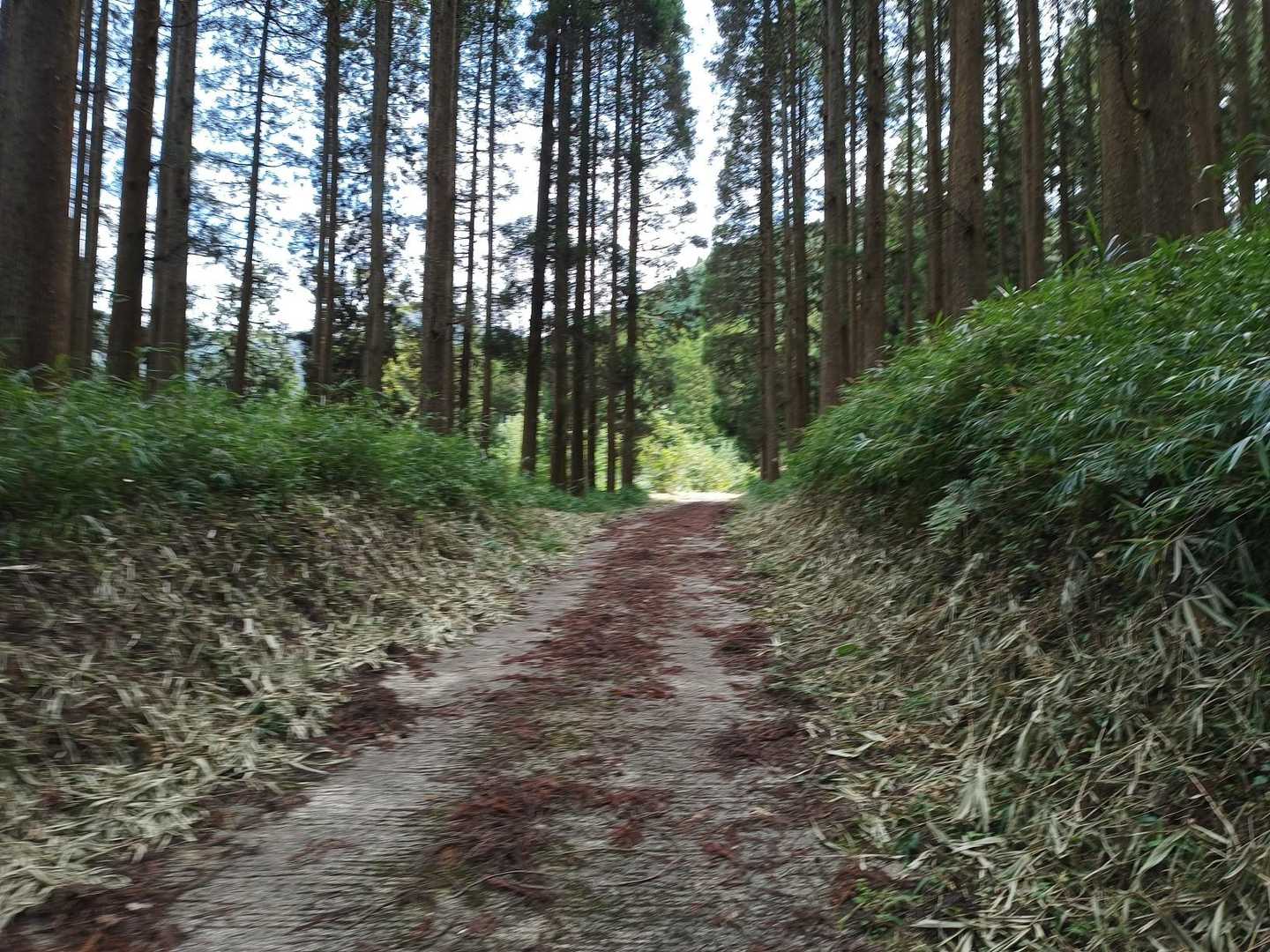 しばらく舗装路を進みます
