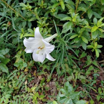 テッポウユリが割と沢山咲いてました