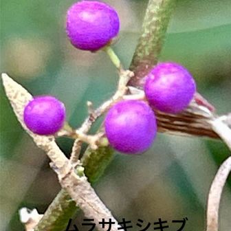 ムラサキシキブ（紫式部)   果実
        シソ科ムラサキシキブ属