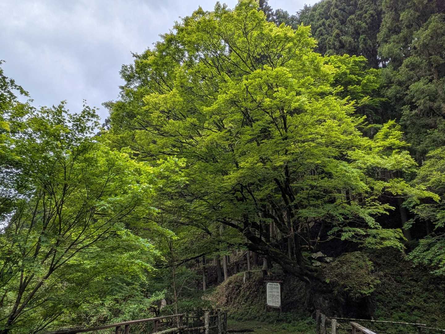 名残惜しいけど、そろそろ行かないと😅って事で、駐車場に戻ってきました😊

ここは、かえで渓谷と言われる通り、大きなもみじの木🌳がありました✨