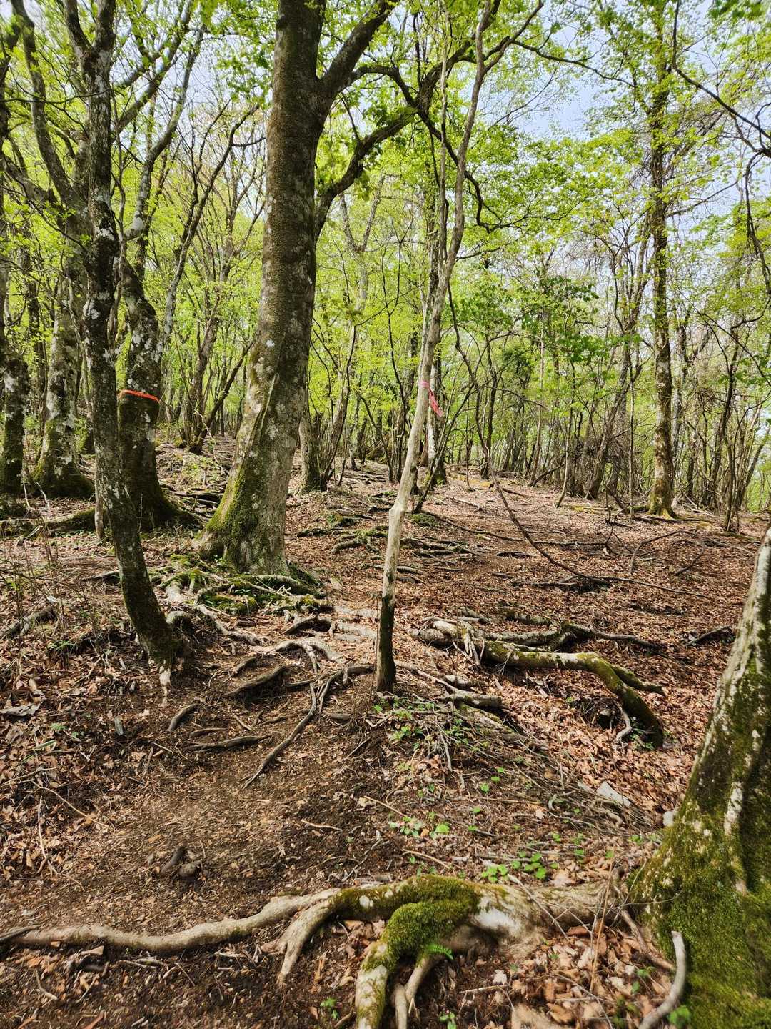 樹林帯をひたすら登る
ピンテを見逃すな❗