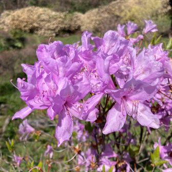 ハヤトミツバツツジがキレイ😍