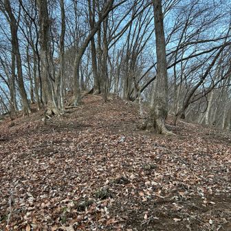 なかなかの急登
木の根も少なくかなりふくらはぎの負担