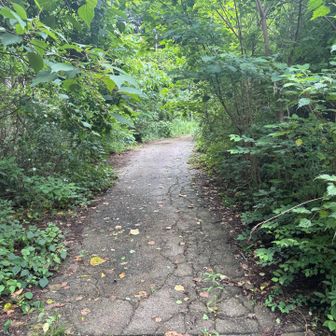 舗装された林道に出る。
