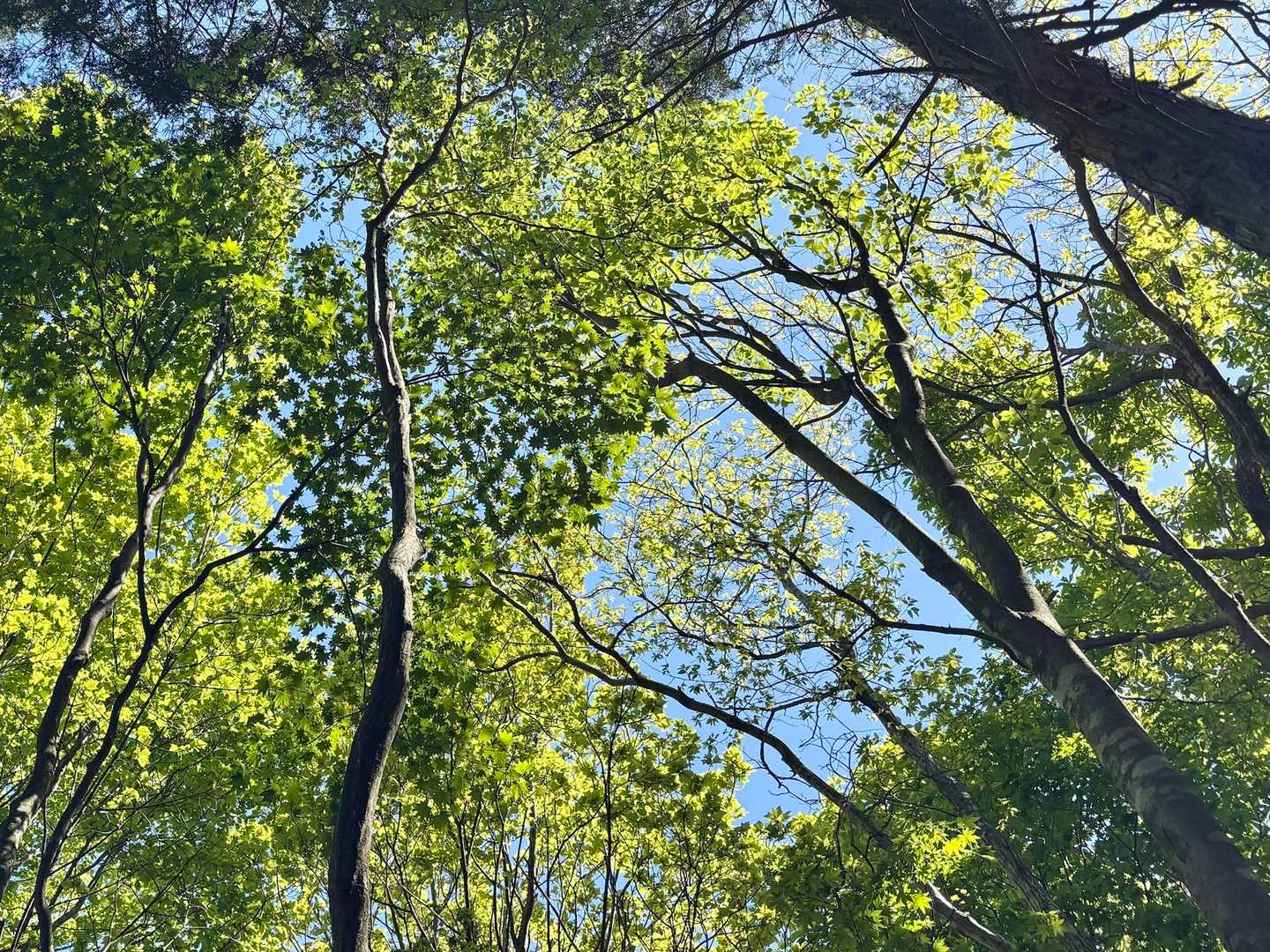 新緑と青空