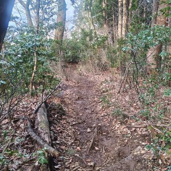 山道らしいルート。