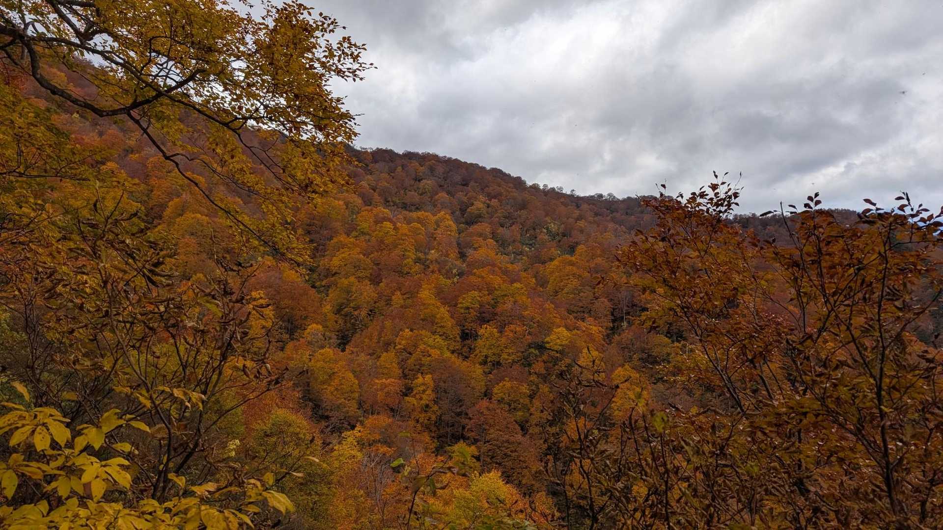 見頃だね🍁