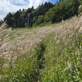 もう、秋
心地良い風になびいてました🌾