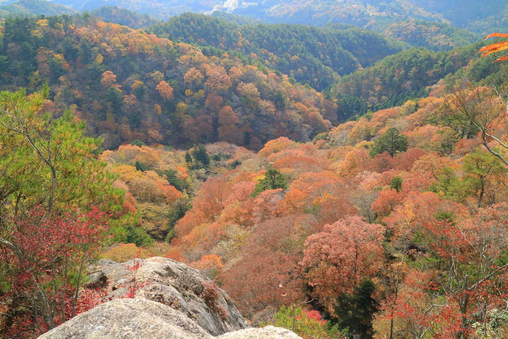 女体山から南側の森