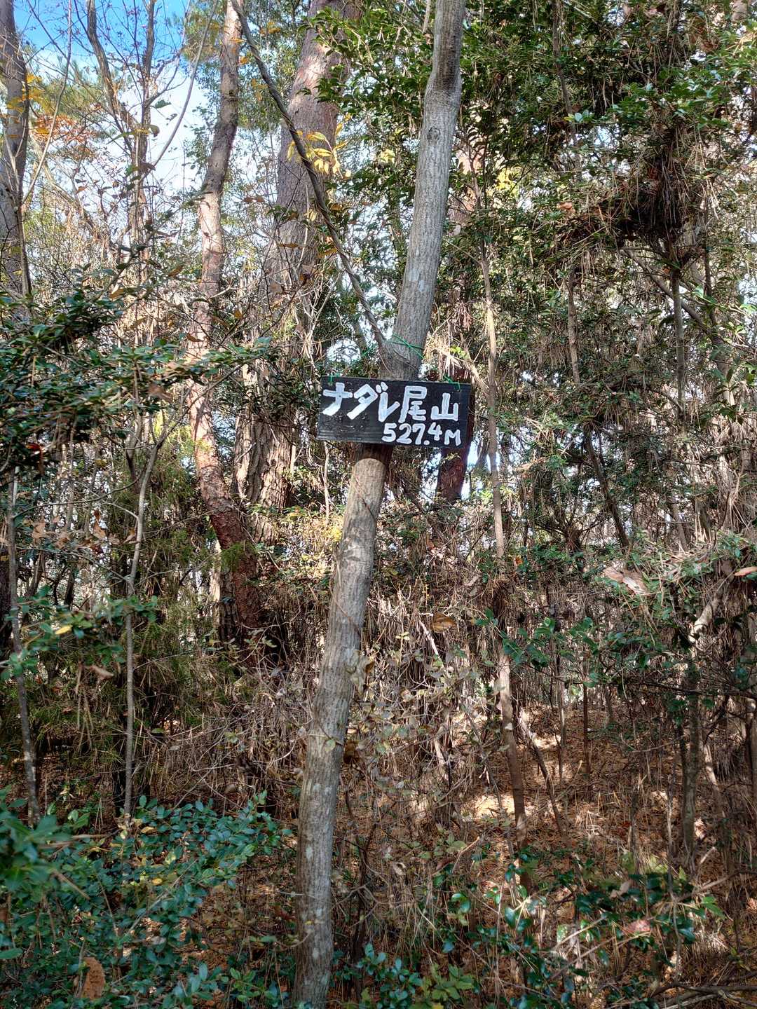 何処が道か全然わからんから無理やり直登