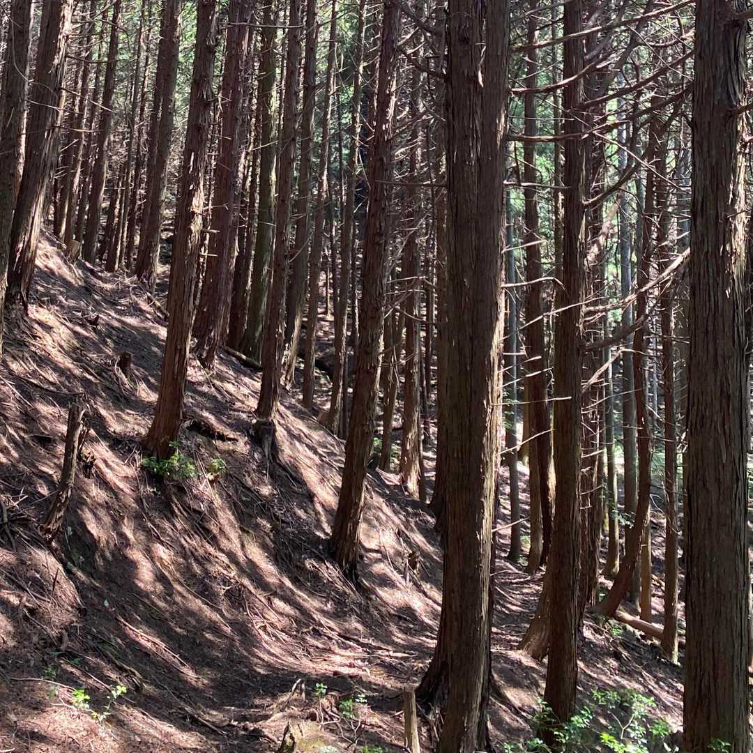 スギ木立の道も明るかった