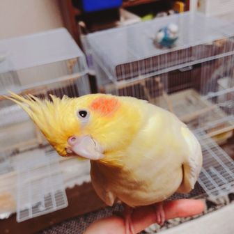 肩が痛い😭トシ！