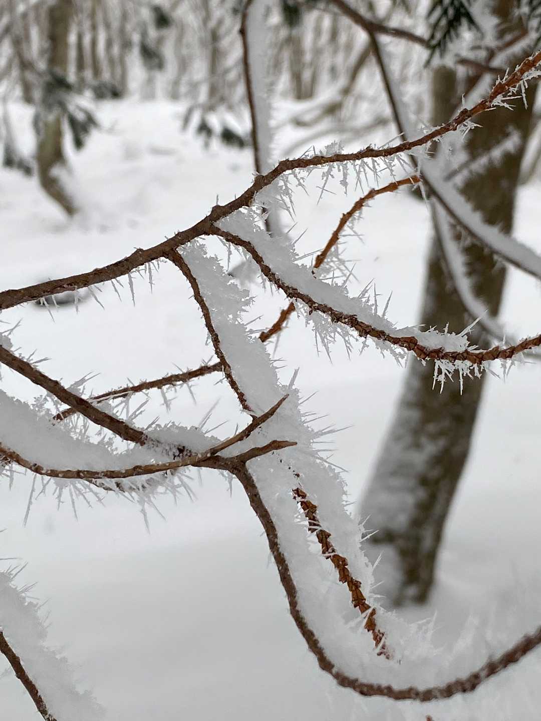 棘みたいな雪？氷？