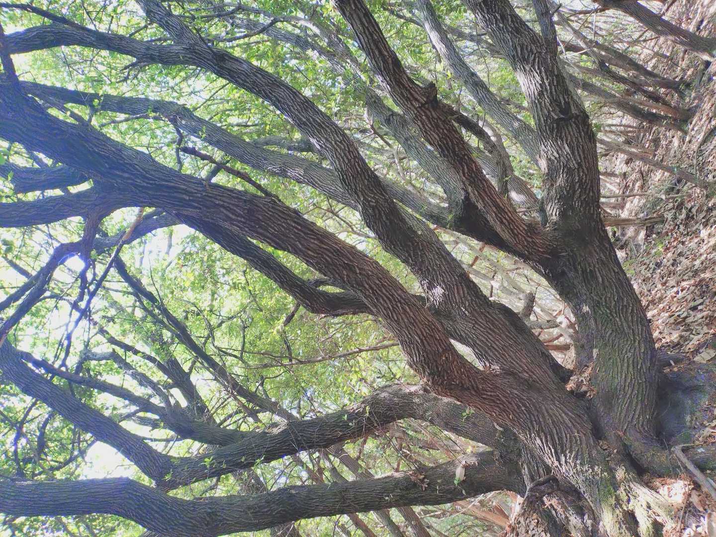 このー木なんの木すんごい木！！😆
ヤマタノオロチみたい😳