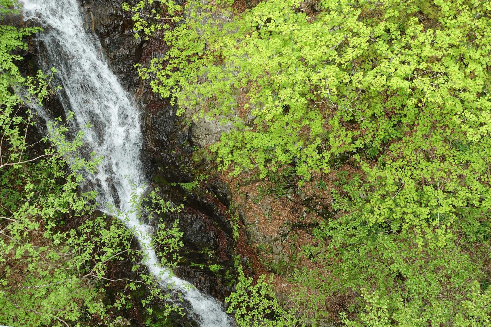 森林館-大滝休憩小屋-ムシカリ峠-三頭山-三頭山-三頭山- 周回コースの写真