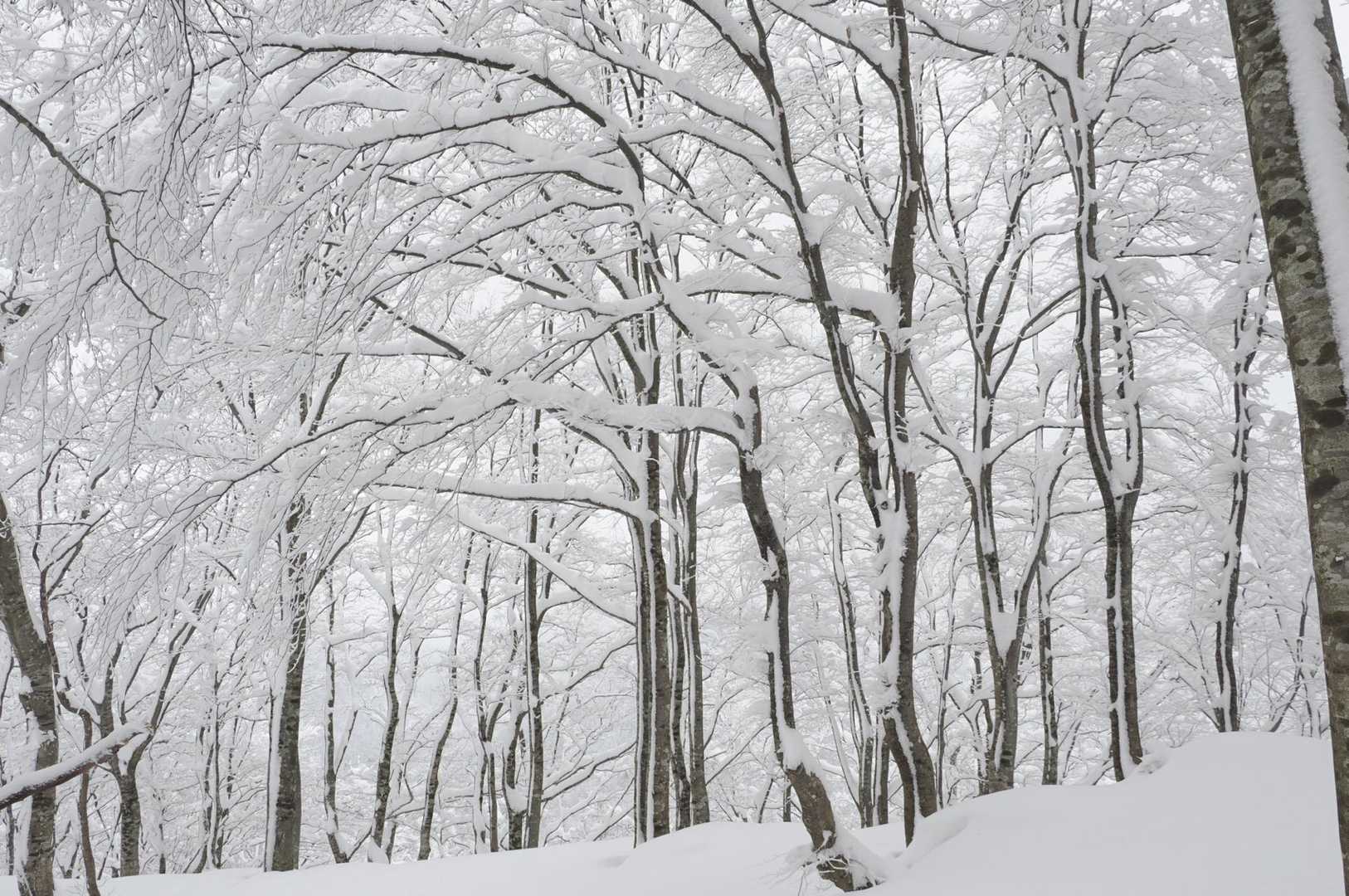大蔵山 往復コースの写真