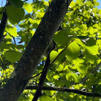 出たばかりのセミのようでまだ鳴いてない