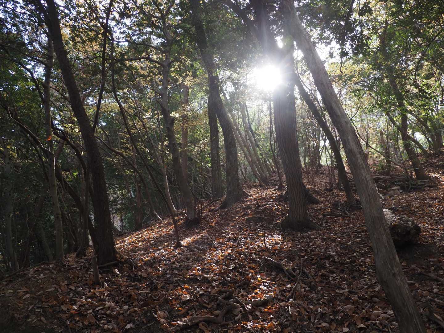 阪急嵐山駅-松尾山-苔寺・すず虫寺-上桂駅 縦走コースの写真