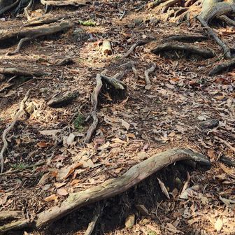 山頂直下はだいたい急登よねぇ～💦