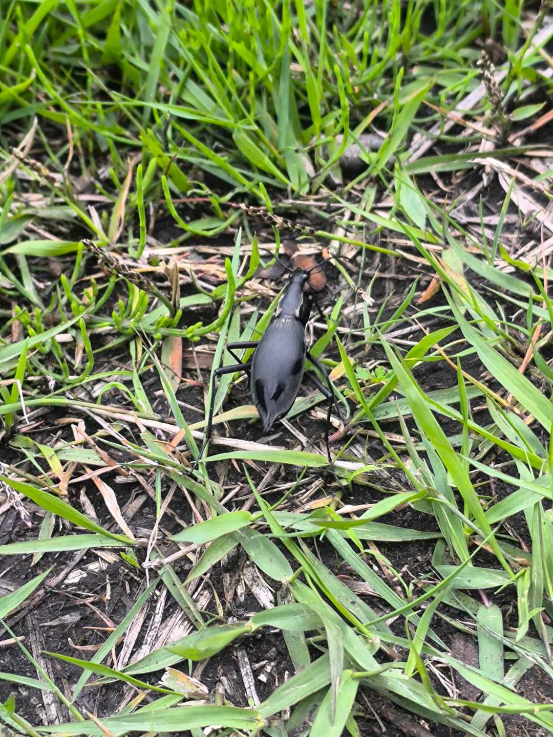 変わった虫を発見。
マイマイカブリというカタツムリを食べる虫だそうです。
阿蘇は虫もいろんな種類がいて生物多様化だな〜✨