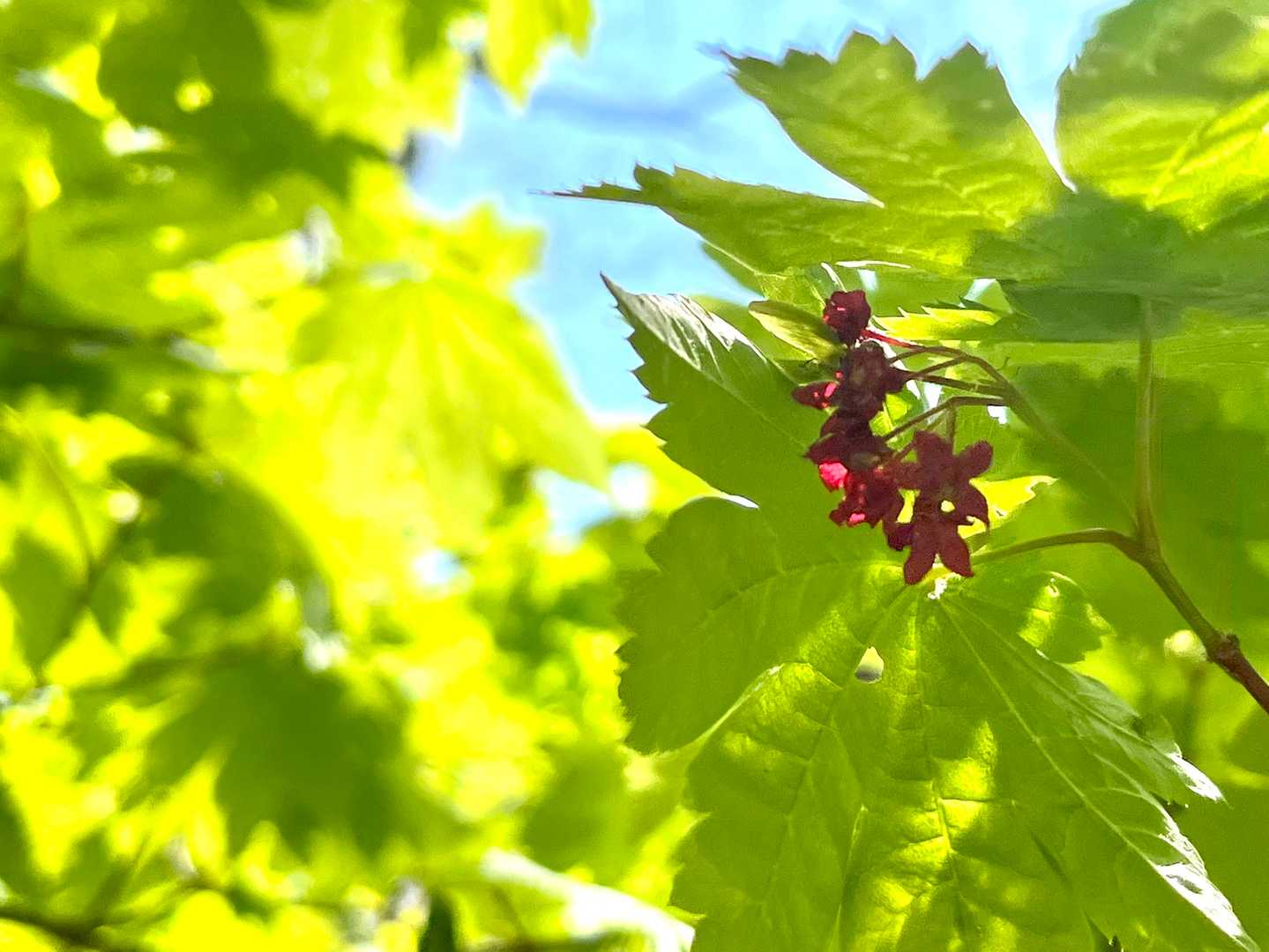 ハウチワカエデの花はちっちゃくてかわいい✨