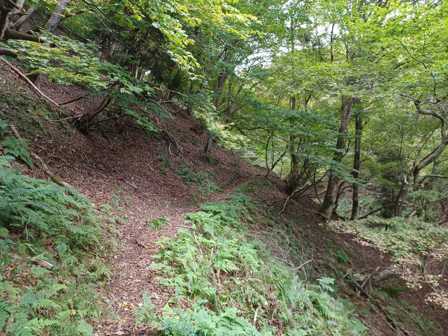 登山道ぽくなりました。歩きやすい