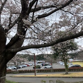 駐車場は、満車に近くなってきました。
皆さん、いちご狩りと桜を観にきた様です!