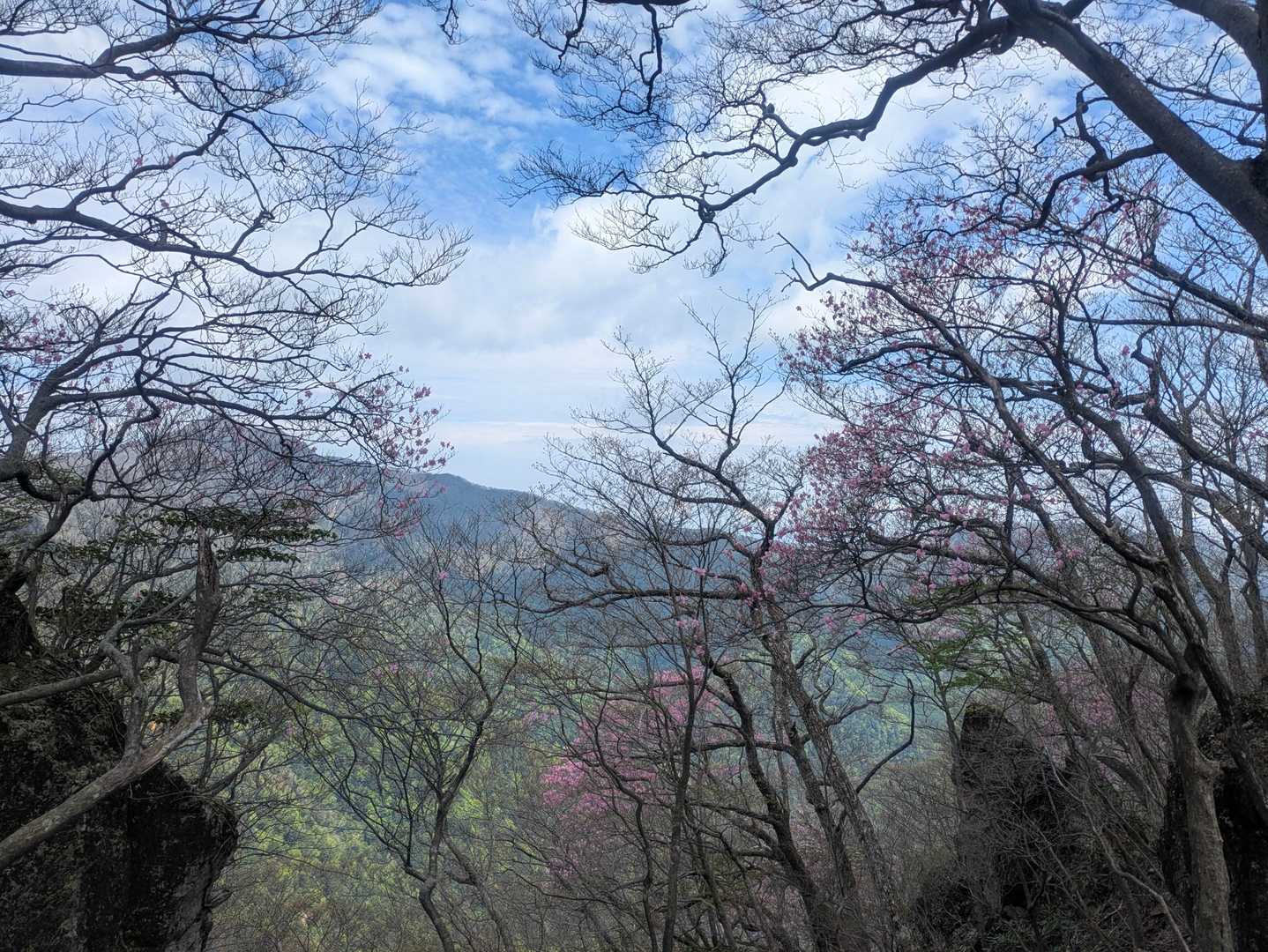 尾平トンネル登山口-尾平越-古祖母山 往復コースの写真