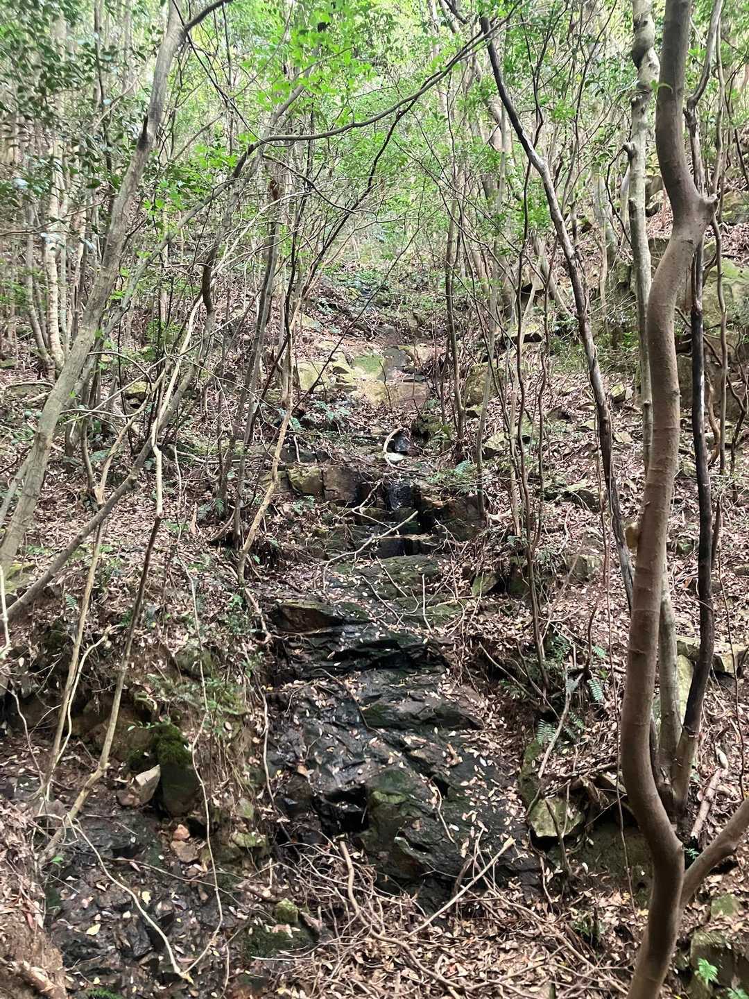 ここ滝だったのかな？
そこだけ湿った感じの岩