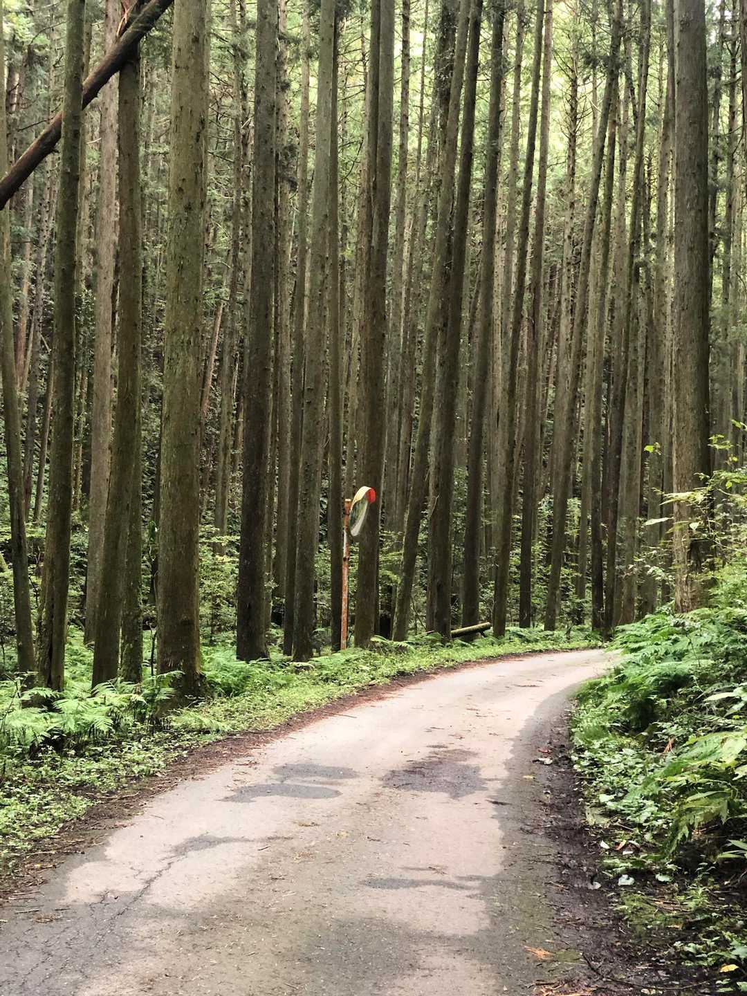 日和田山登山口-金刀比羅神社-日和田山-高指山-物見山-武 縦走コースの写真