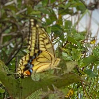 私も食事が忙しくて上手く撮れてなかった許して🦋だい。