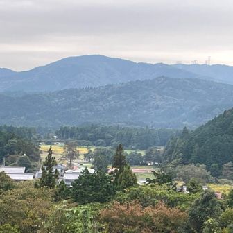開戦地のフジバカマとコスモス畑が見えます🌸