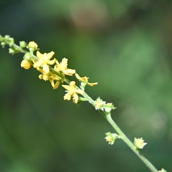金水引草