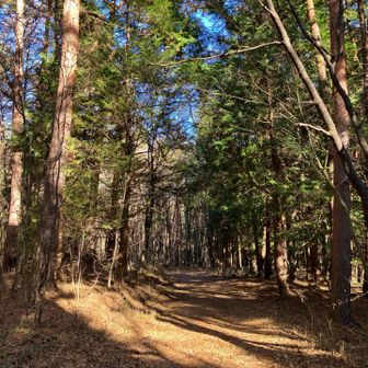 林道を歩きます。