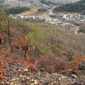 昔、この藪からよじ登ってきた