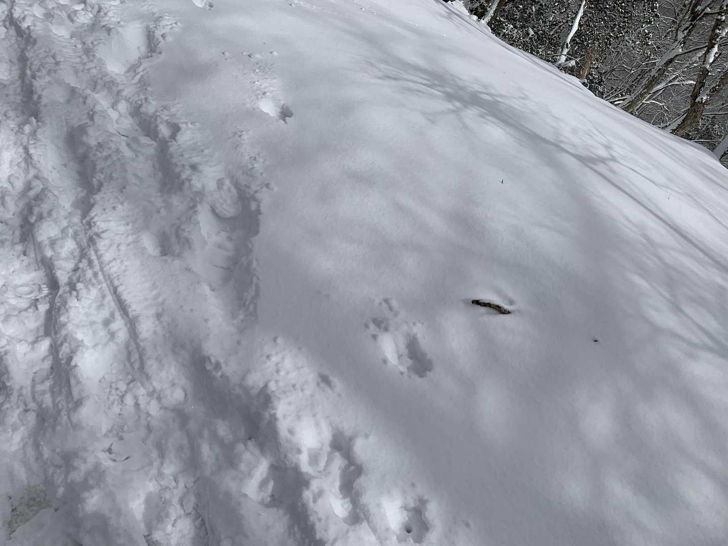 雪をみて嬉しくなる